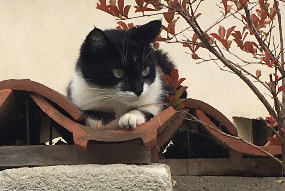 Vermisstmeldung Katze Weiblich , 5 jahre Montmeyran Frankreich