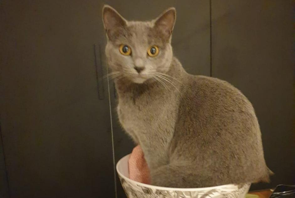 Disappearance alert Cat Female , 2 years Bernin France