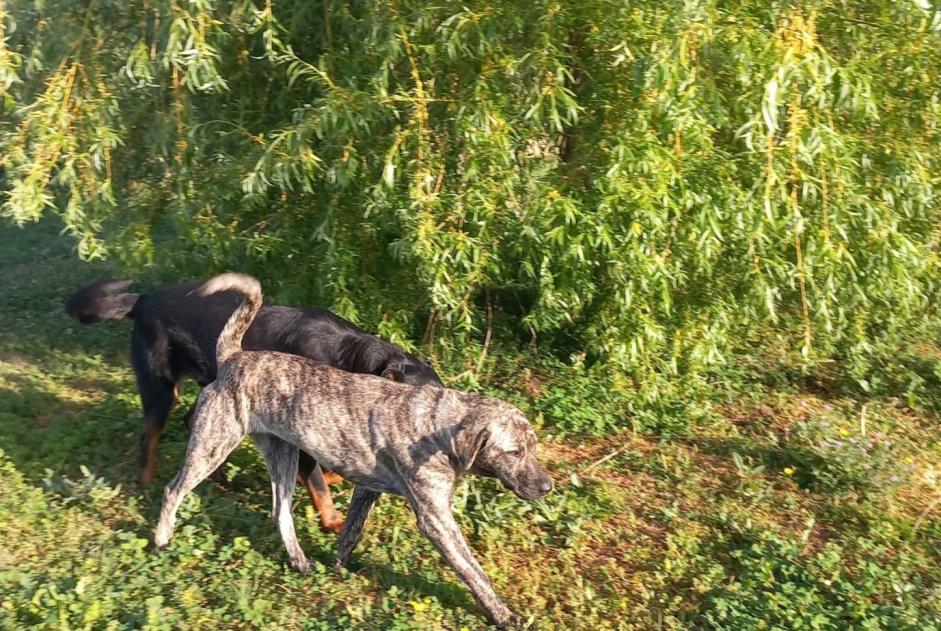 Fundmeldung Hund rassenmischung Weiblich Alès Frankreich