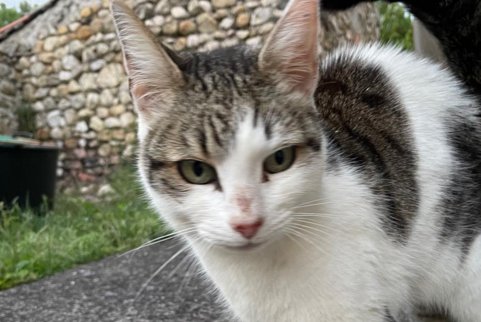 Fundmeldung Katze rassenmischung Unbekannt Saint-Ambroix Frankreich