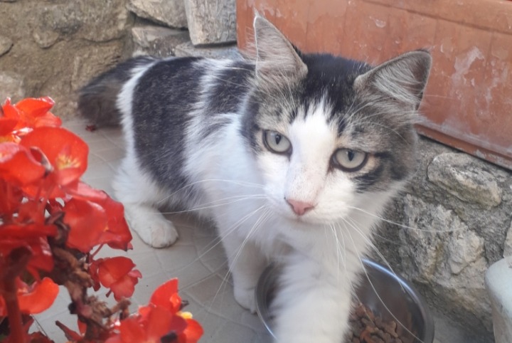 Fundmeldung Katze Weiblich Cornillon Frankreich Fundmeldung Katze Weiblich Cornillon Frankreich