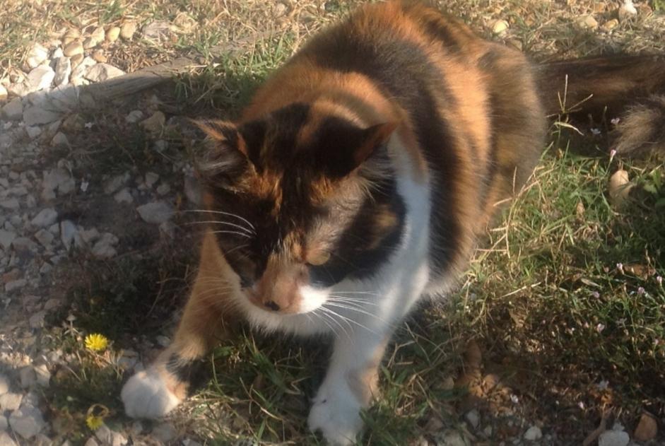 Vermisstmeldung Katze Weiblich , 7 jahre La Capelle-et-Masmolène Frankreich