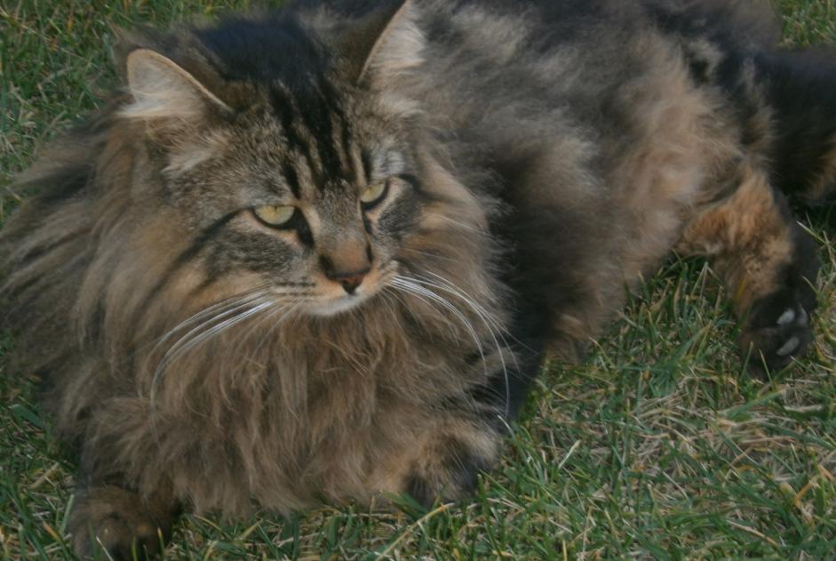 Vermisstmeldung Katze  Männliche , 9 jahre Calvisson Frankreich