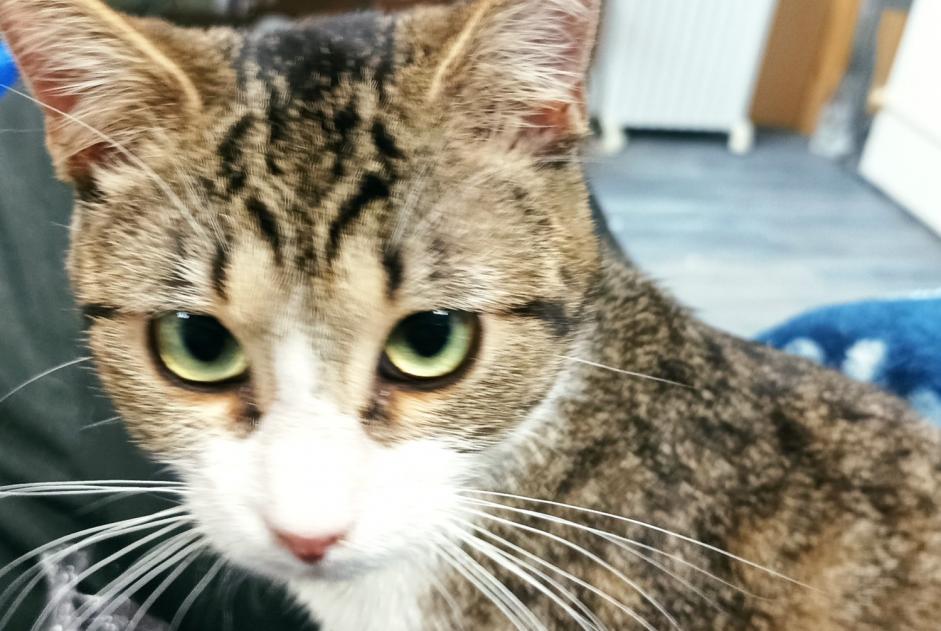 Vermisstmeldung Katze rassenmischung Weiblich , 1 jahre Alès Frankreich