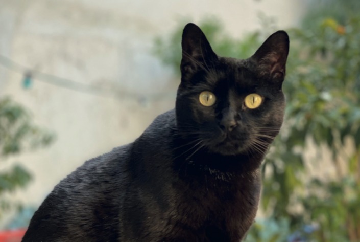 Vermisstmeldung Katze Weiblich , 13 jahre Aigues-Vives Frankreich