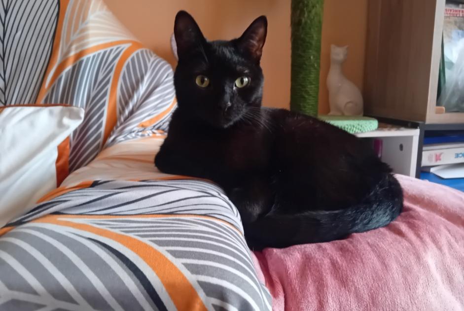 Vermisstmeldung Katze Männliche , 3 jahre Nîmes Frankreich Vermisstmeldung Katze Männliche , 3 jahre Nîmes Frankreich