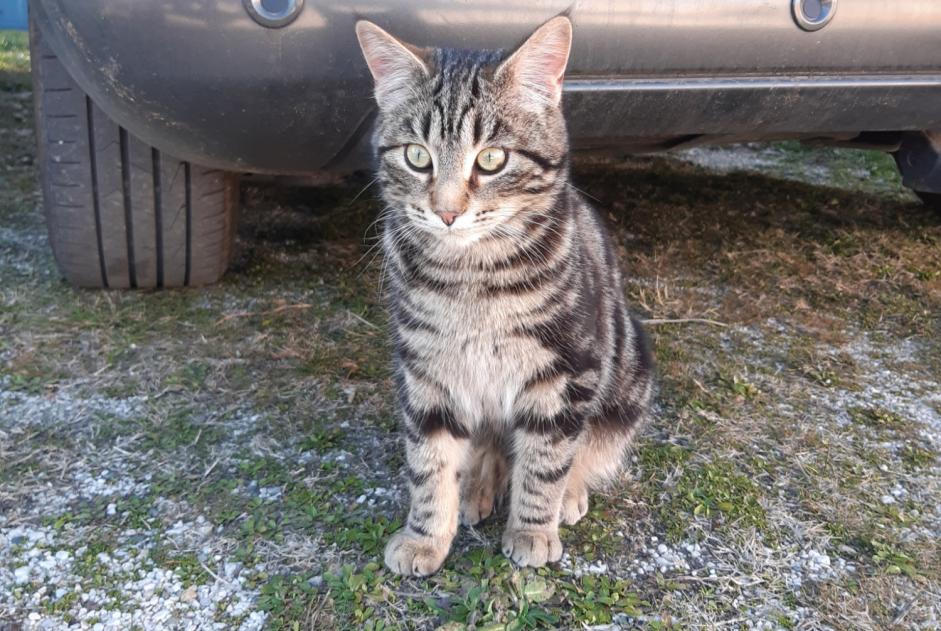 Discovery alert Cat Male Sabran France