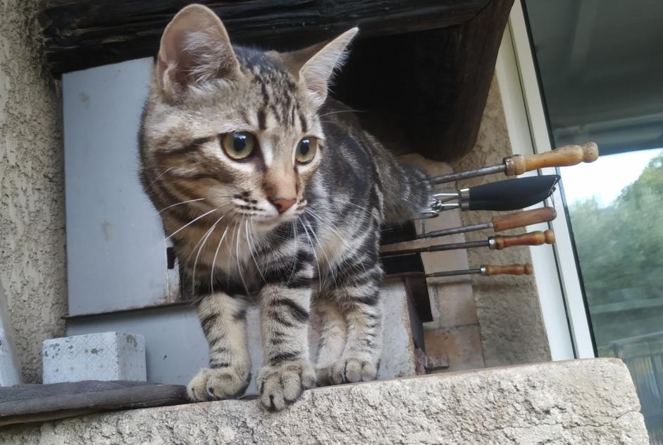 Discovery alert Cat Female Nîmes France