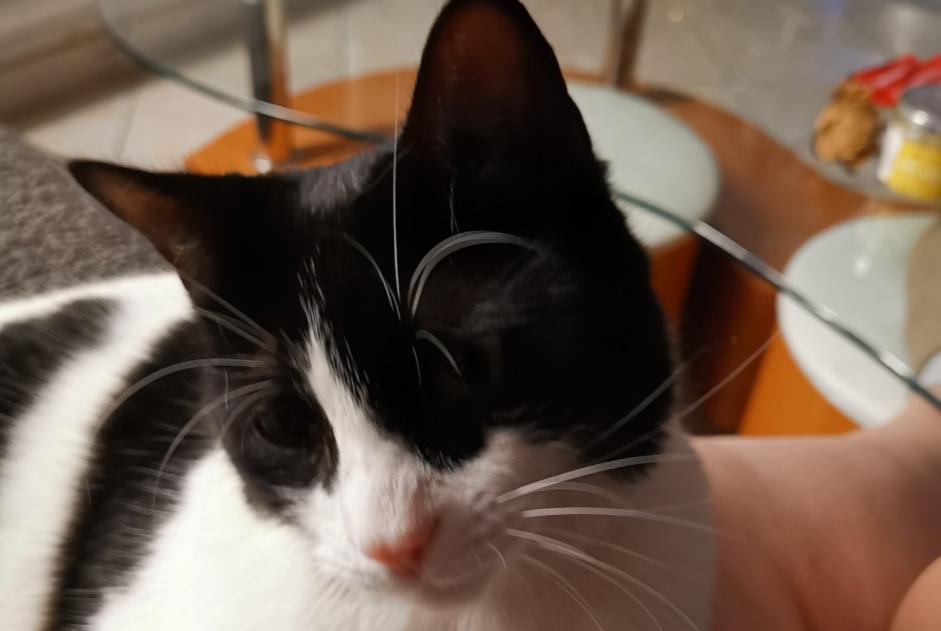 Disappearance alert Cat  Female , 2 years Nîmes France
