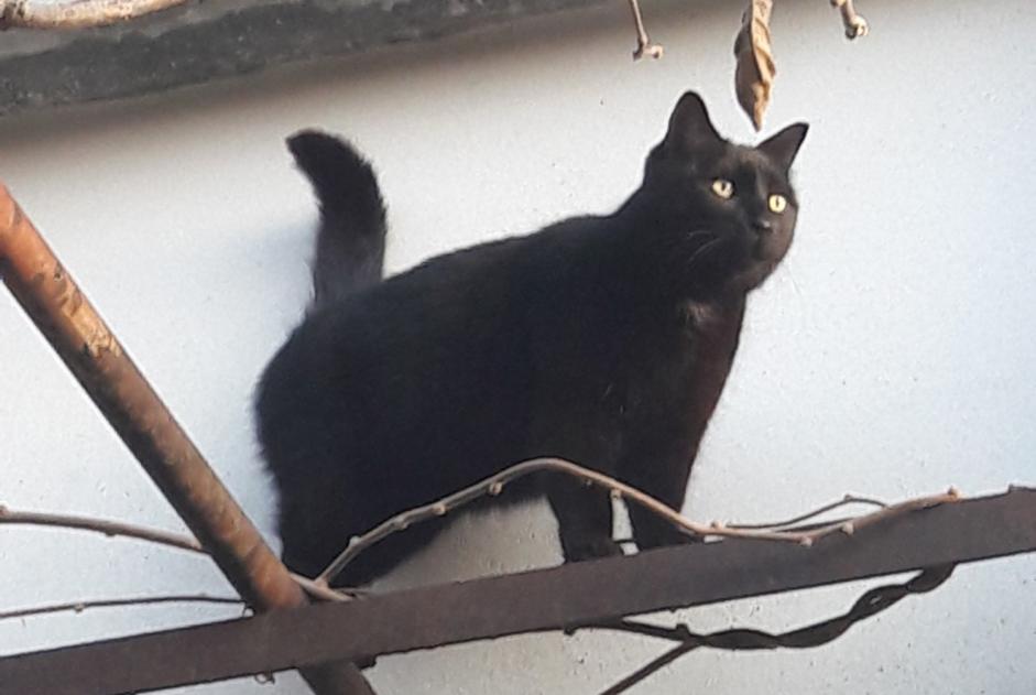 Disappearance alert Cat miscegenation Male , 7 years Alès France