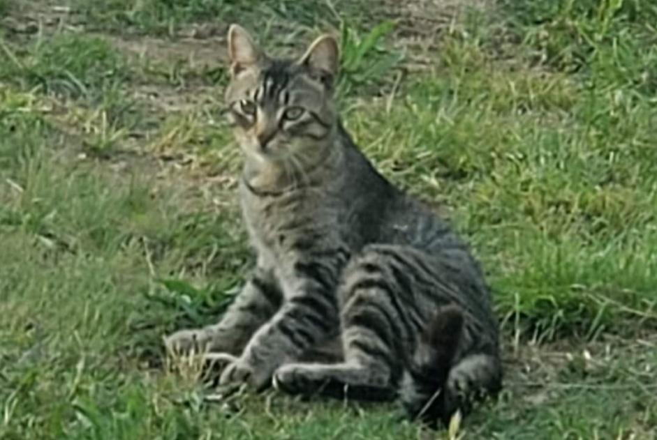 Disappearance alert Cat  Male , 1 years Branoux-les-Taillades France