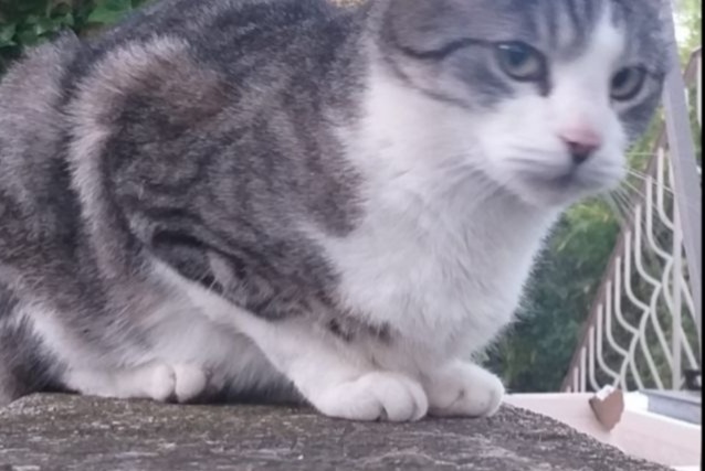 Disappearance alert Cat  Male , 12 years Nîmes France