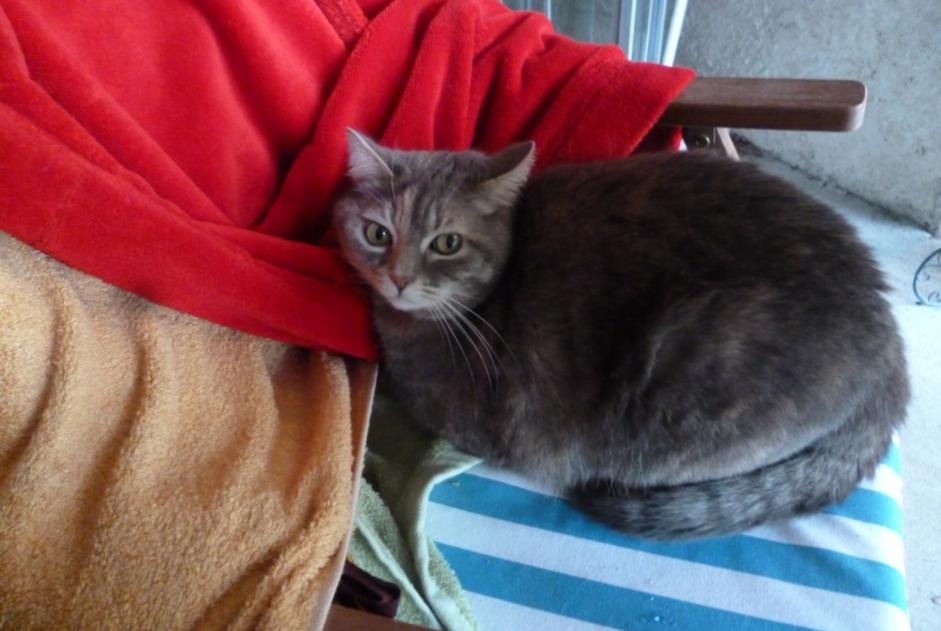Disappearance alert Cat  Female , 11 years Vallérargues France