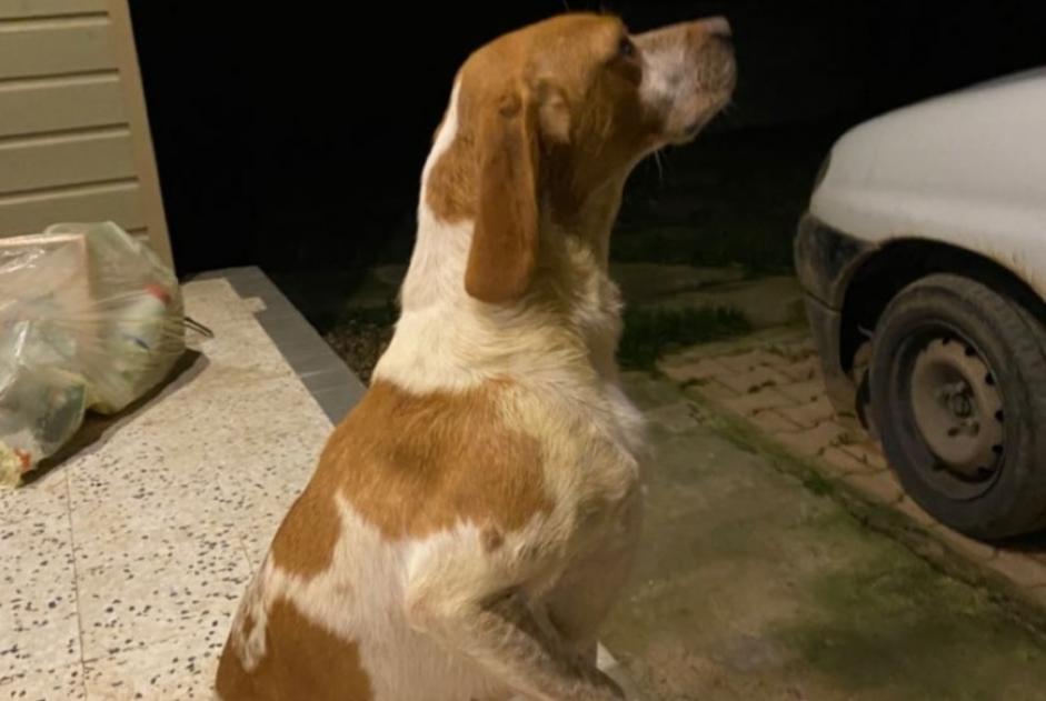 Discovery alert Dog miscegenation Male Bouillargues France
