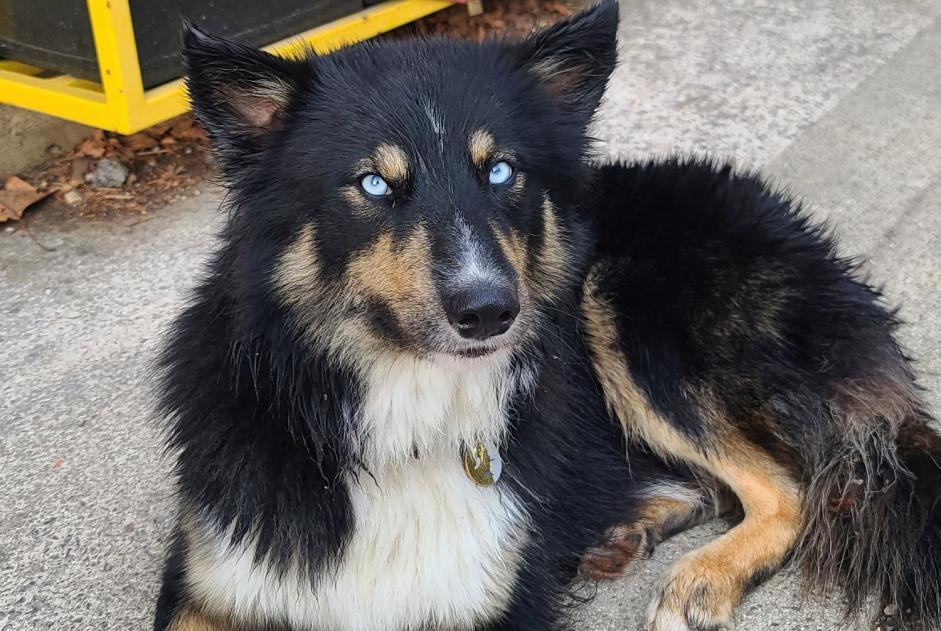 Disappearance alert Dog miscegenation Male , 1 years Chamborigaud France