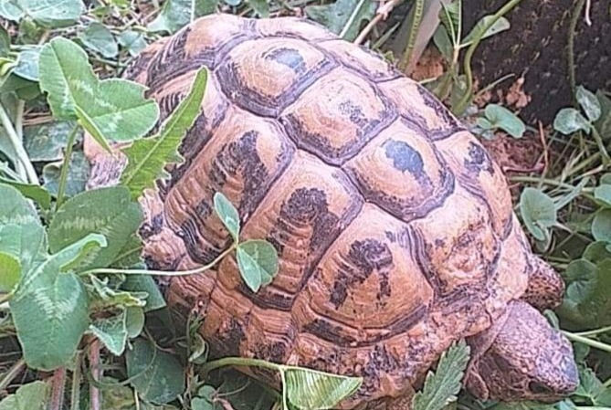 Disappearance alert Tortoise Male , 2022 years Clarensac France