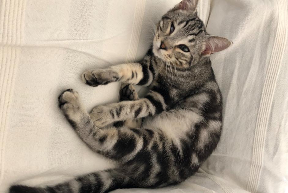 Alerte Disparition Chat  Mâle , 2 ans Calvisson France