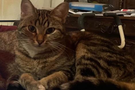 Alerte Disparition Chat Femelle , 2 ans Courry France
