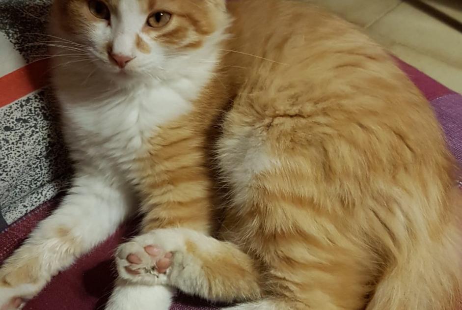 Alerte Disparition Chat croisement Mâle , 2 ans Quissac France