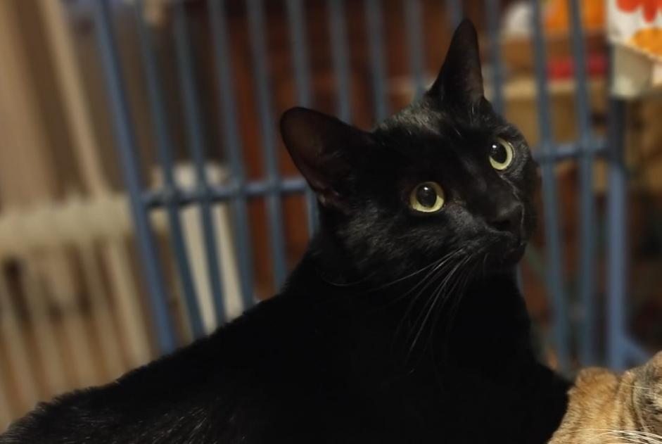 Alerte Disparition Chat  Mâle , 2 ans Nîmes France
