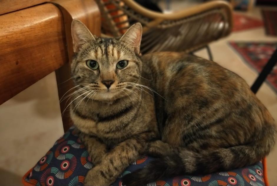 Alerte Disparition Chat  Femelle , 2 ans Nîmes France