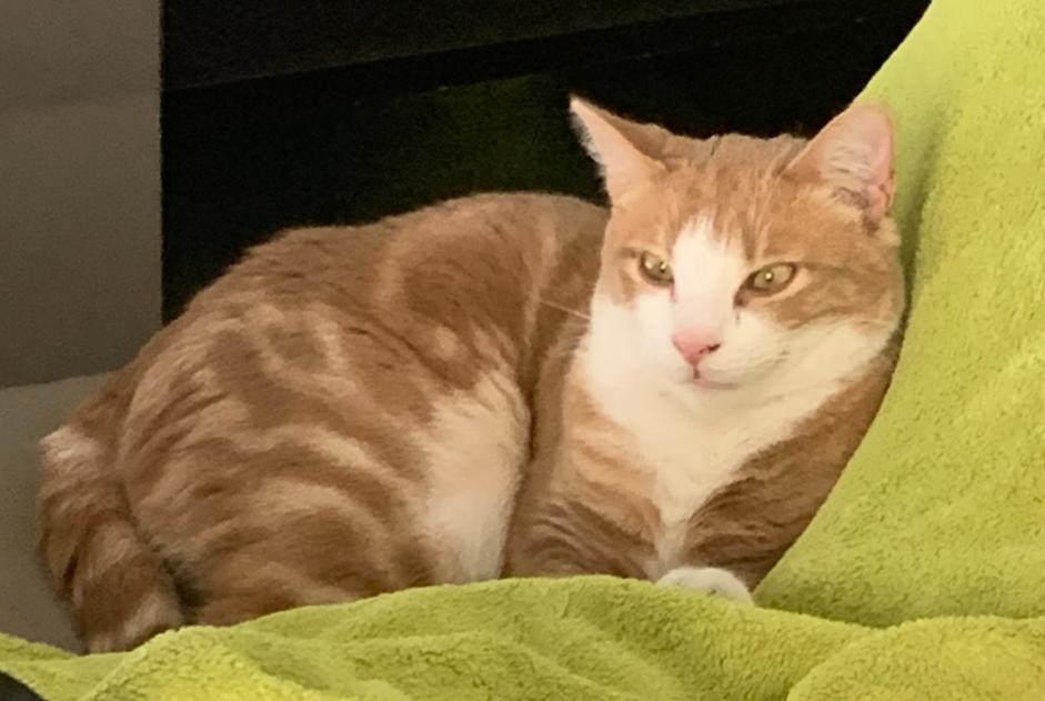 Alerte Disparition Chat Mâle , 2 ans Vallabrègues France Alerte Disparition Chat Mâle , 2 ans Vallabrègues France