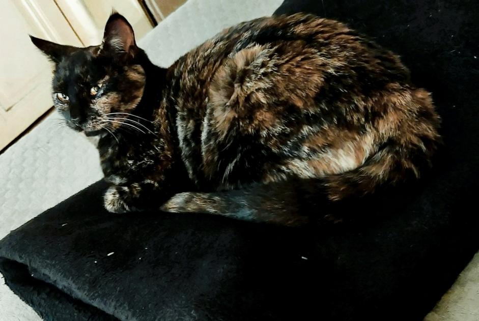 Alerte Découverte Chat Femelle Nîmes France