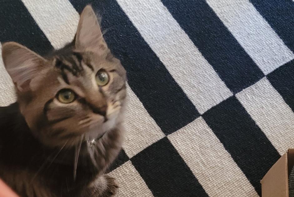 Alerte Découverte Chat Inconnu Nîmes France Alerte Découverte Chat Inconnu Nîmes France
