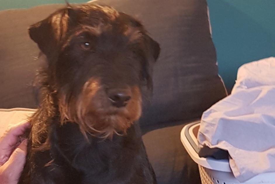 Alerte Disparition Chien  Mâle , 4 ans Bezouce France