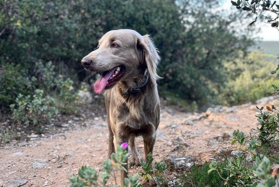 Alerte Disparition Chien  Mâle , 2 ans Castelnau-Valence France