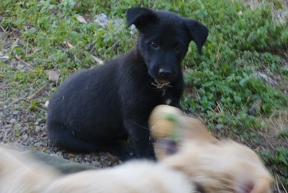 Alerte Disparition Chien croisement Femelle , 0 ans Thoiras France