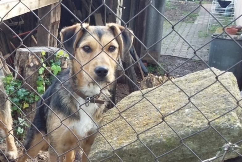 Alerte Disparition Chien croisement Mâle , 4 ans Gaujac France Alerte Disparition Chien croisement Mâle , 4 ans Gaujac France