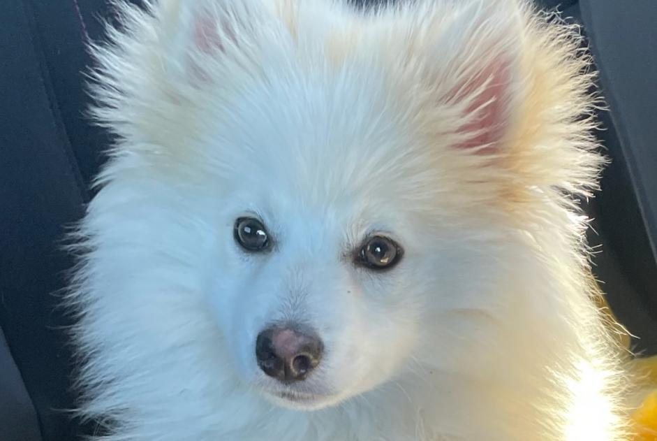 Alerte Disparition Chien croisement Mâle , 0 ans Nîmes France Alerte Disparition Chien croisement Mâle , 0 ans Nîmes France