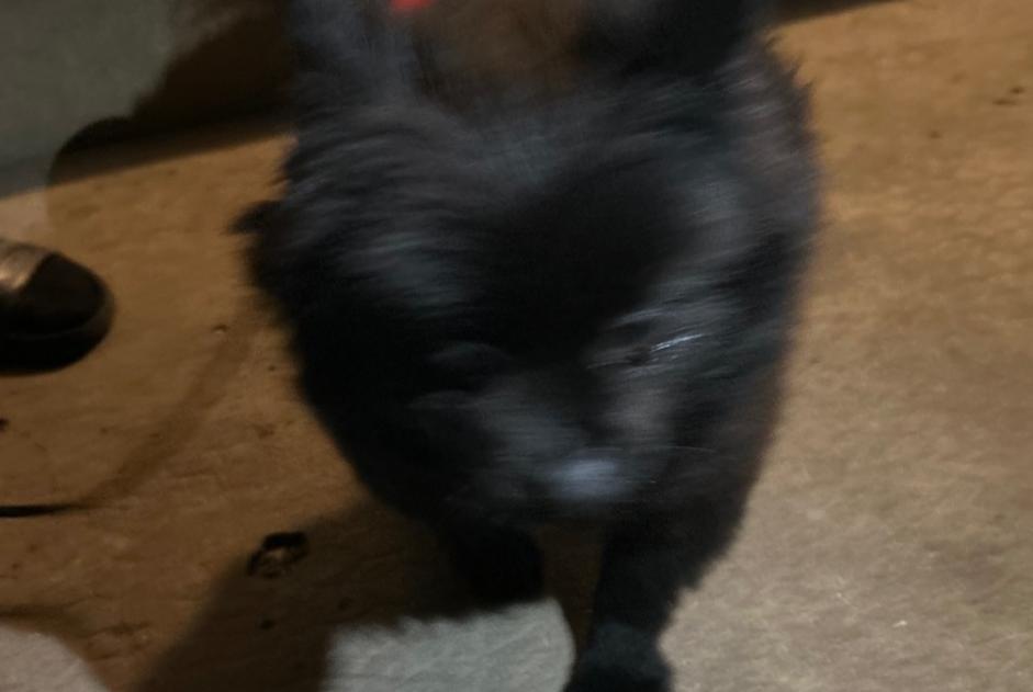Alerte Découverte Chien Inconnu Nîmes France Alerte Découverte Chien Inconnu Nîmes France
