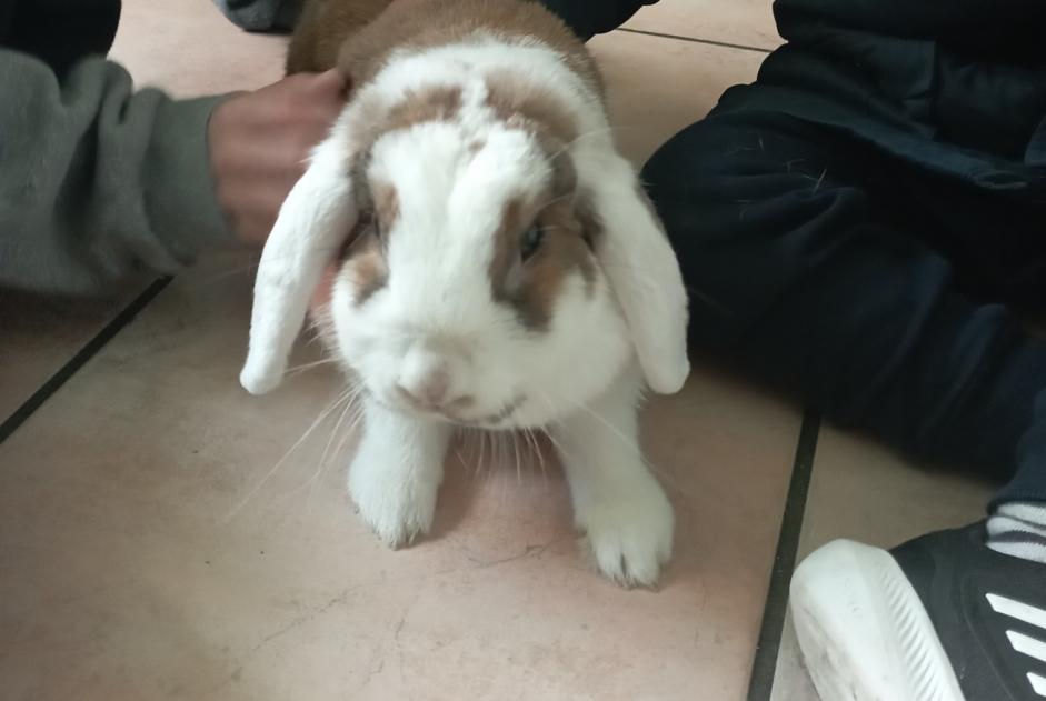 Alerte Découverte Lapin Inconnu Marguerittes France Alerte Découverte Lapin Inconnu Marguerittes France
