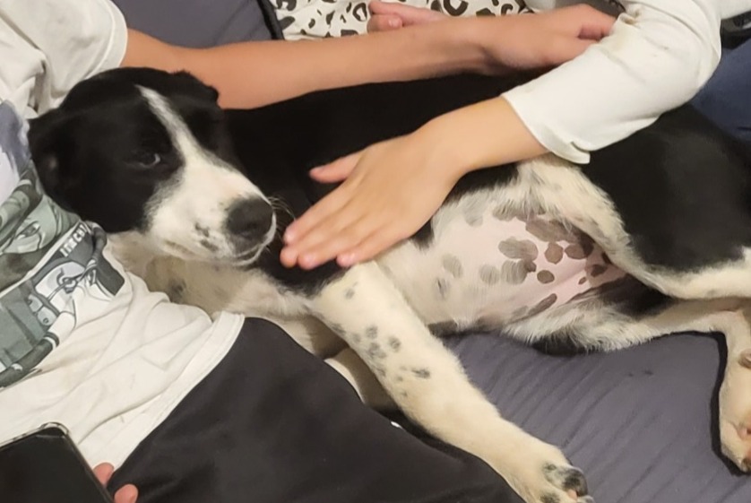 Avviso scomparsa Cane incrocio di razze Femmina , 0 anni Les Salles-du-Gardon Francia