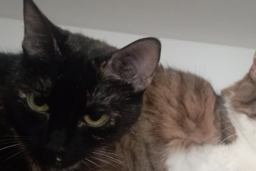 Avviso scomparsa Gatto incrocio di razze Femmina , 4 anni Bouillargues Francia