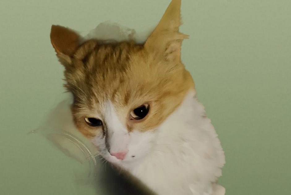 Avviso Ritrovamento Gatto incrocio di razze Maschio Branoux-les-Taillades Francia
