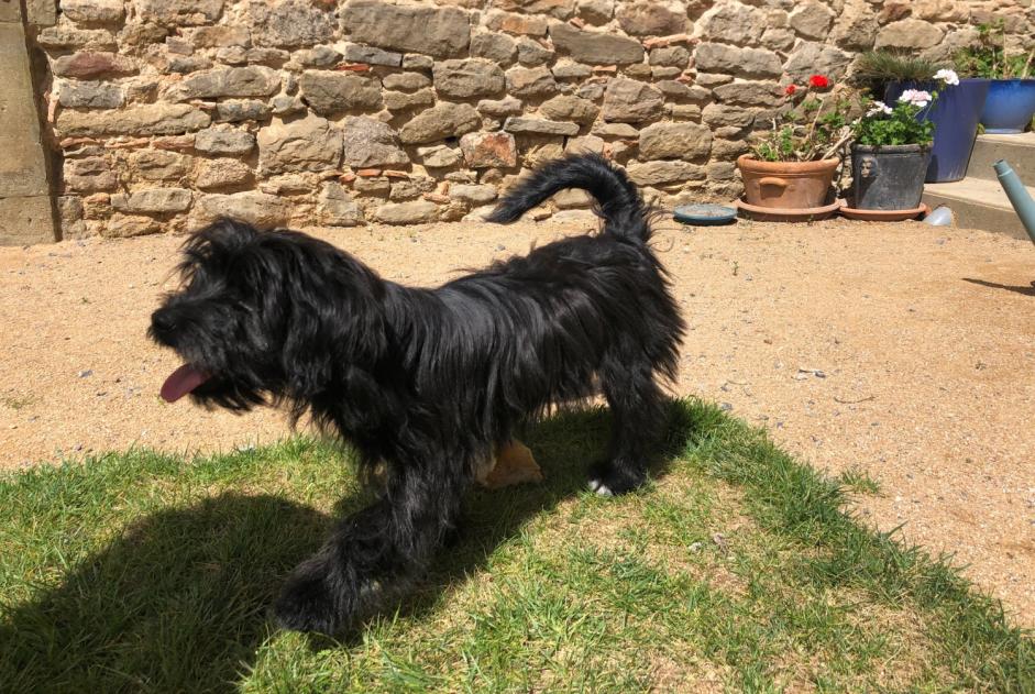 Ontdekkingsalarm Hond rassenvermenging Vrouwtje Aigues-Vives Frankrijk