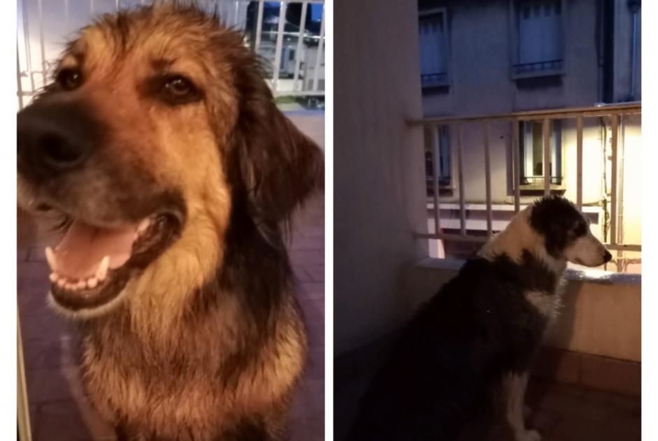 Ontdekkingsalarm Hond Onbekend Villeneuve-lès-Avignon Frankrijk