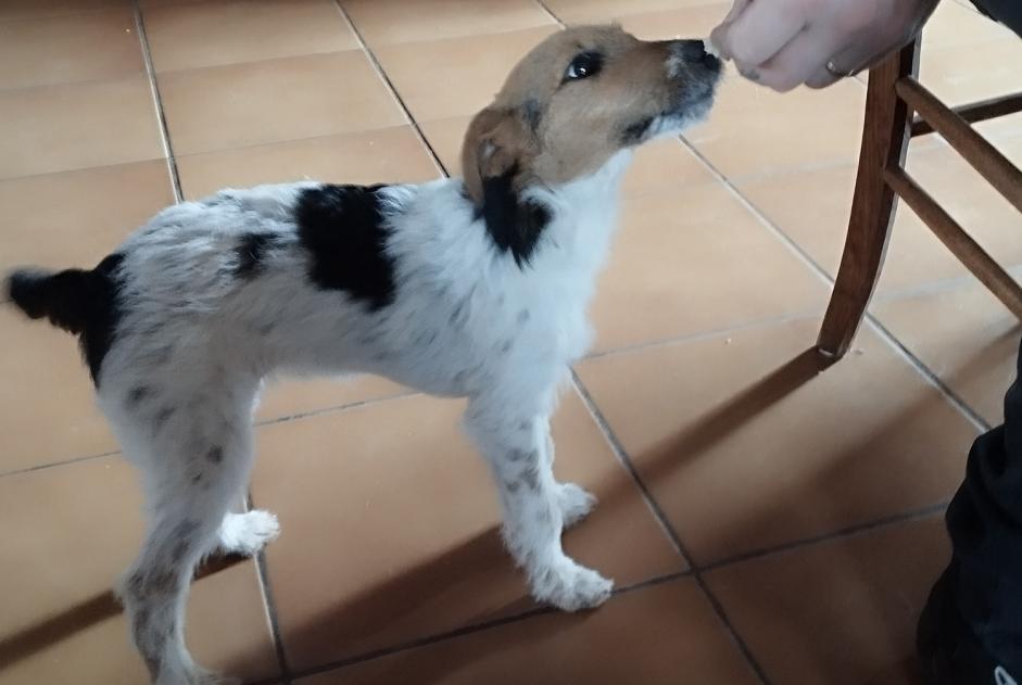 Verdwijningsalarm Hond  Vrouwtje , 1 jaar Champagnac-le-Vieux Frankrijk