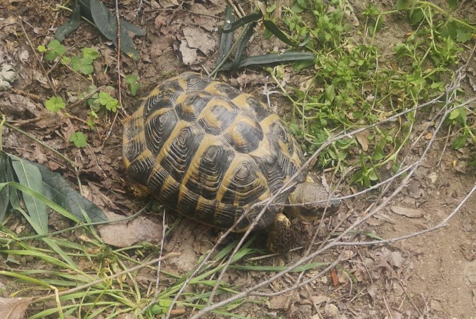 Ontdekkingsalarm Schildpad Onbekend Alès Frankrijk Ontdekkingsalarm Schildpad Onbekend Alès Frankrijk