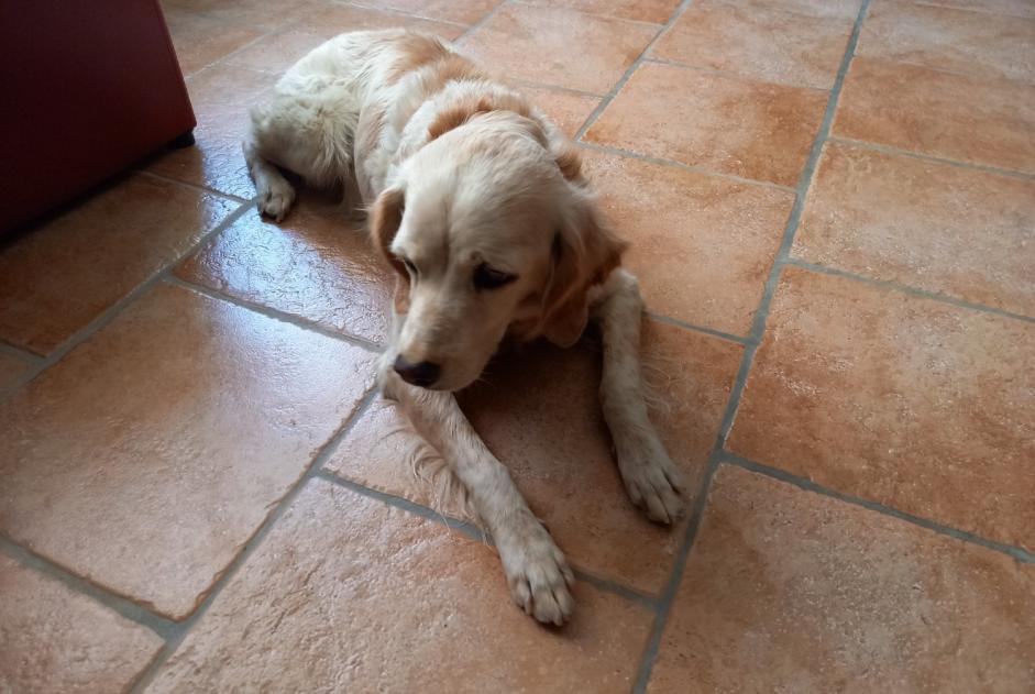 Alerta desaparecimento Cão  Fêmea , 14 anos Saint-Victor-la-Coste France