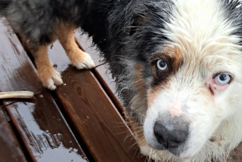 Alerta descoberta Cão  Desconhecido Saint-Siffret France