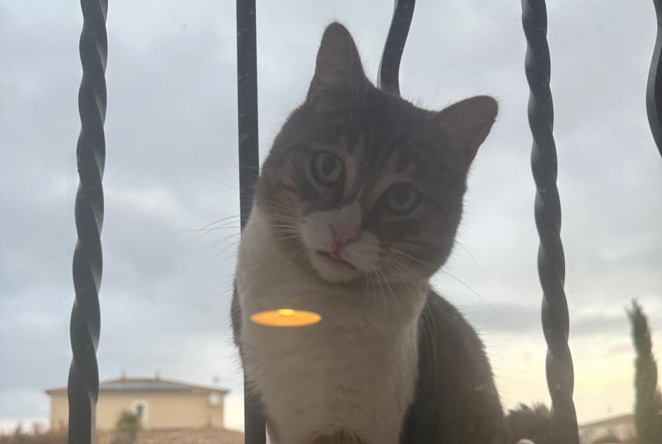 Alerta desaparecimento Gato Macho , 3 anos Bouillargues France