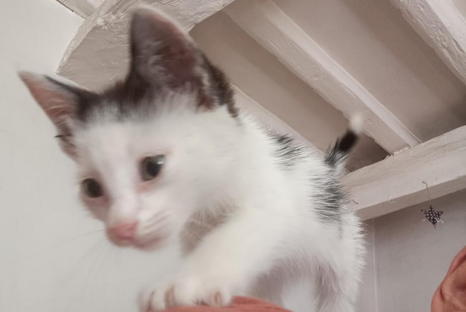 Alerta descoberta Gato Macho Beaucaire France