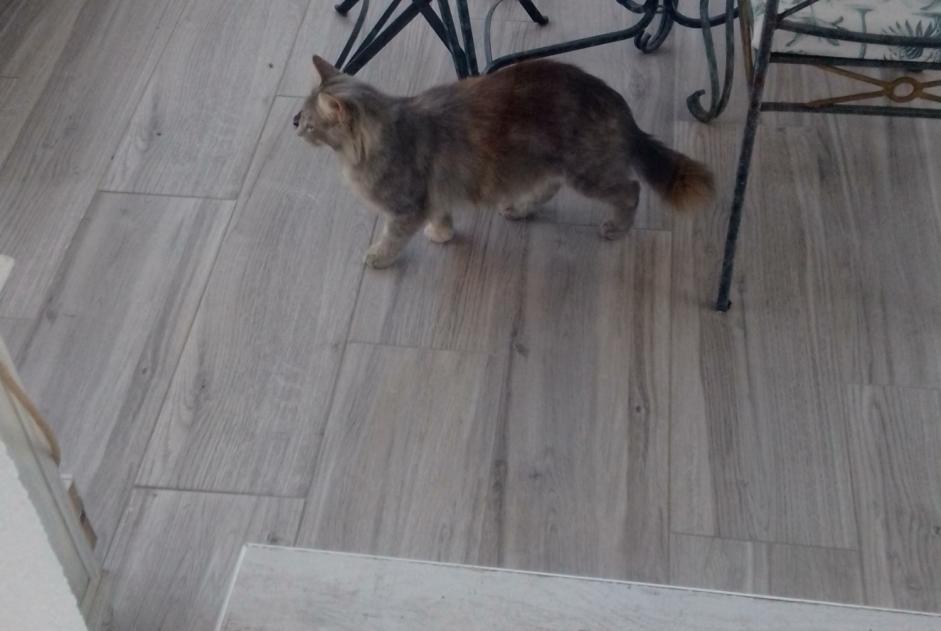 Alerta descoberta Gato cruzamento Fêmea Manduel France